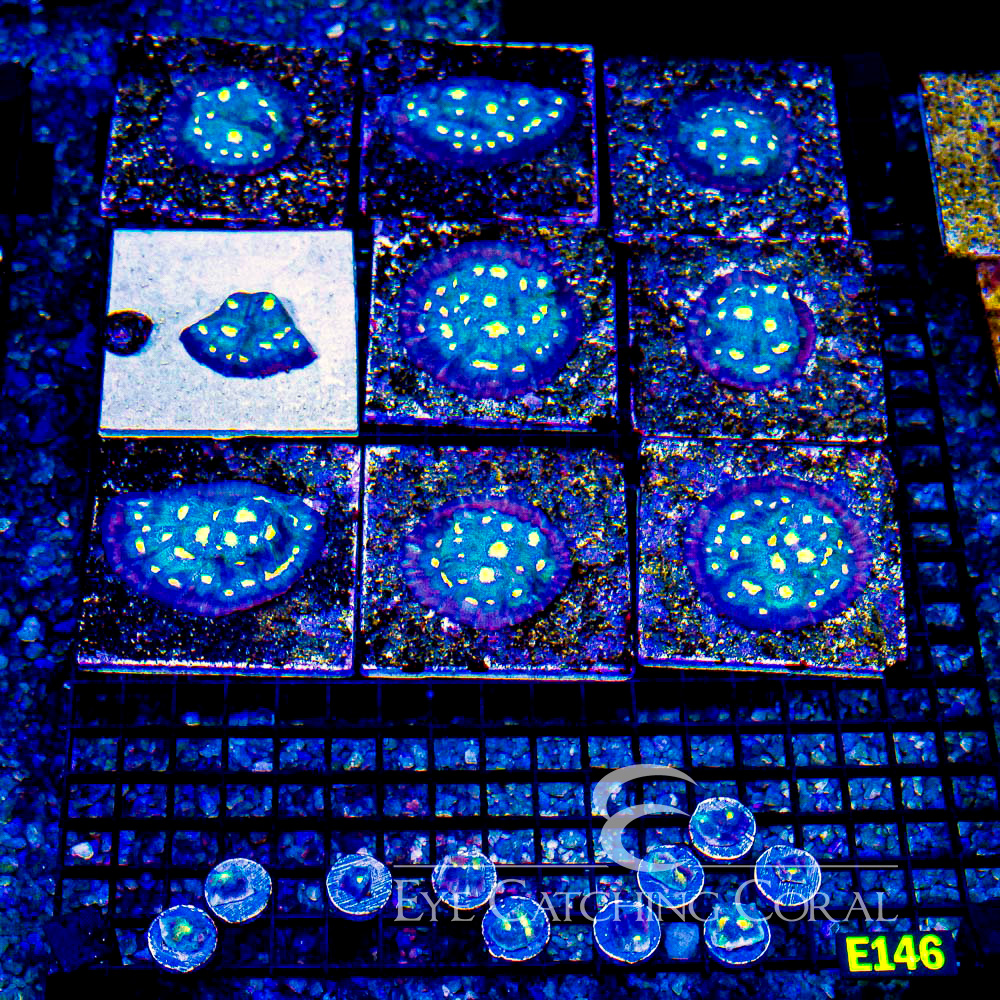 ECC Sea King Chalice Frag