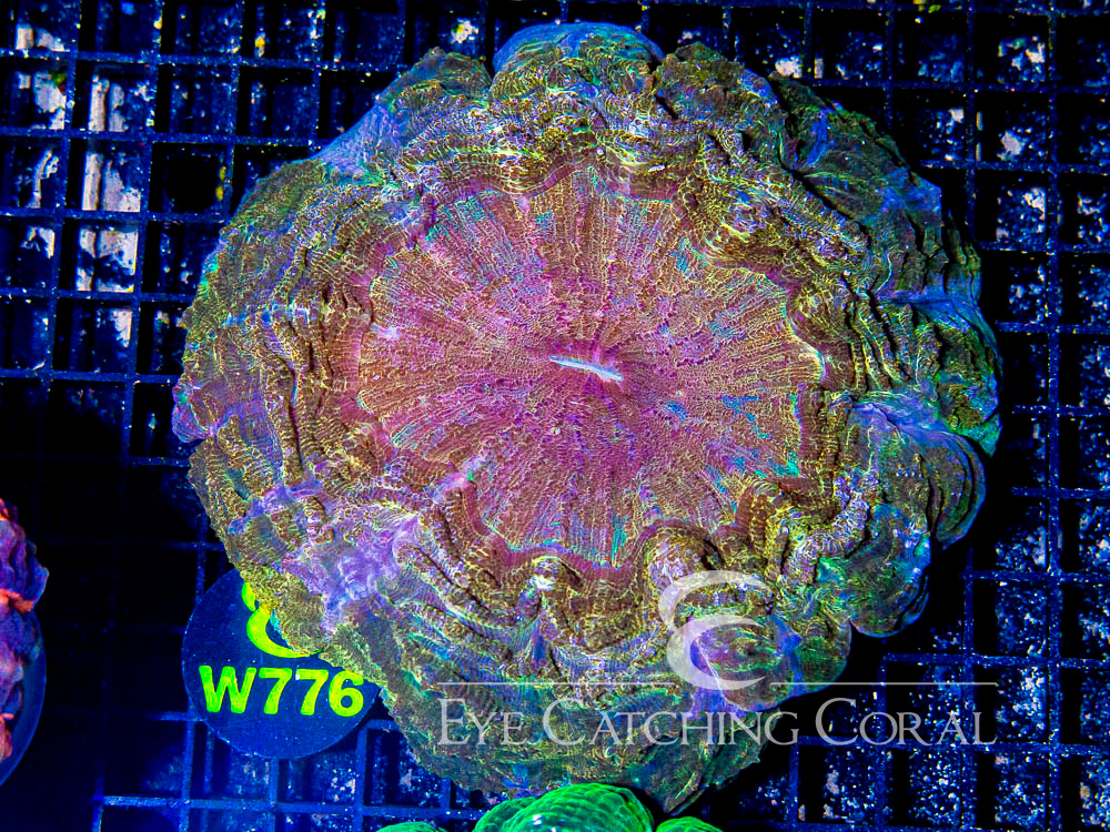 Indo Acanthophyllia Show - Disc W776