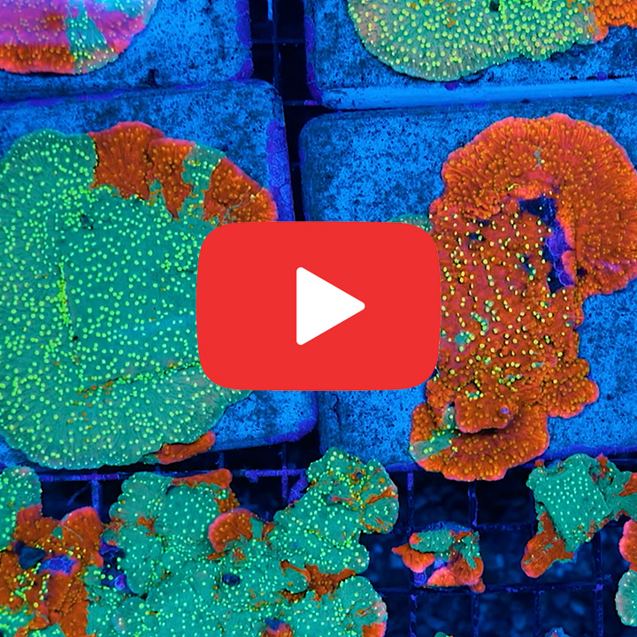 ECC Sunfire Grafted Montipora Cap Frag