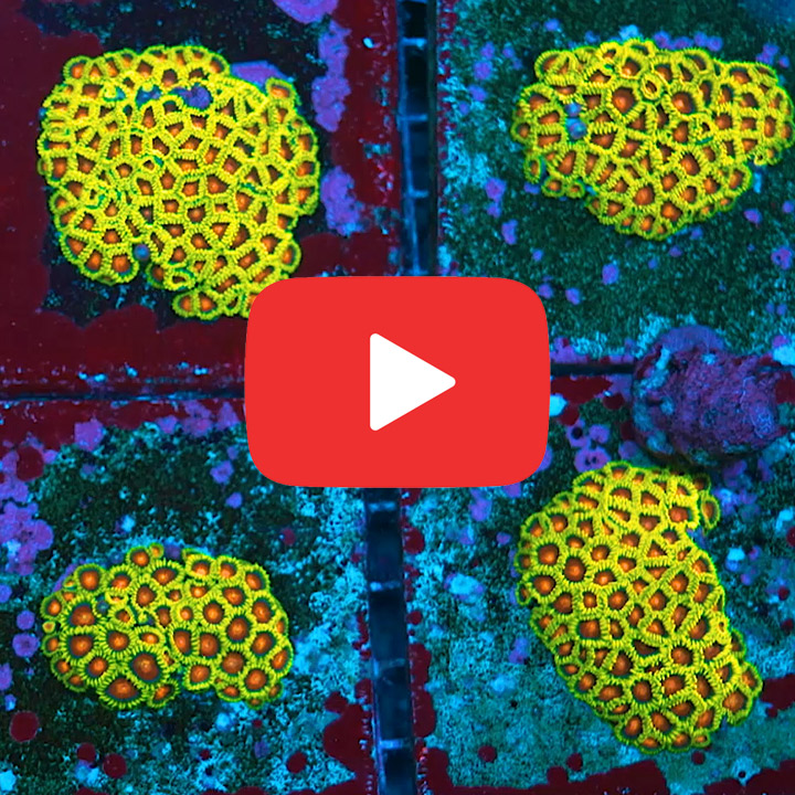 ECC Spitfire Zoanthid Frag (4+ Polyp Average)