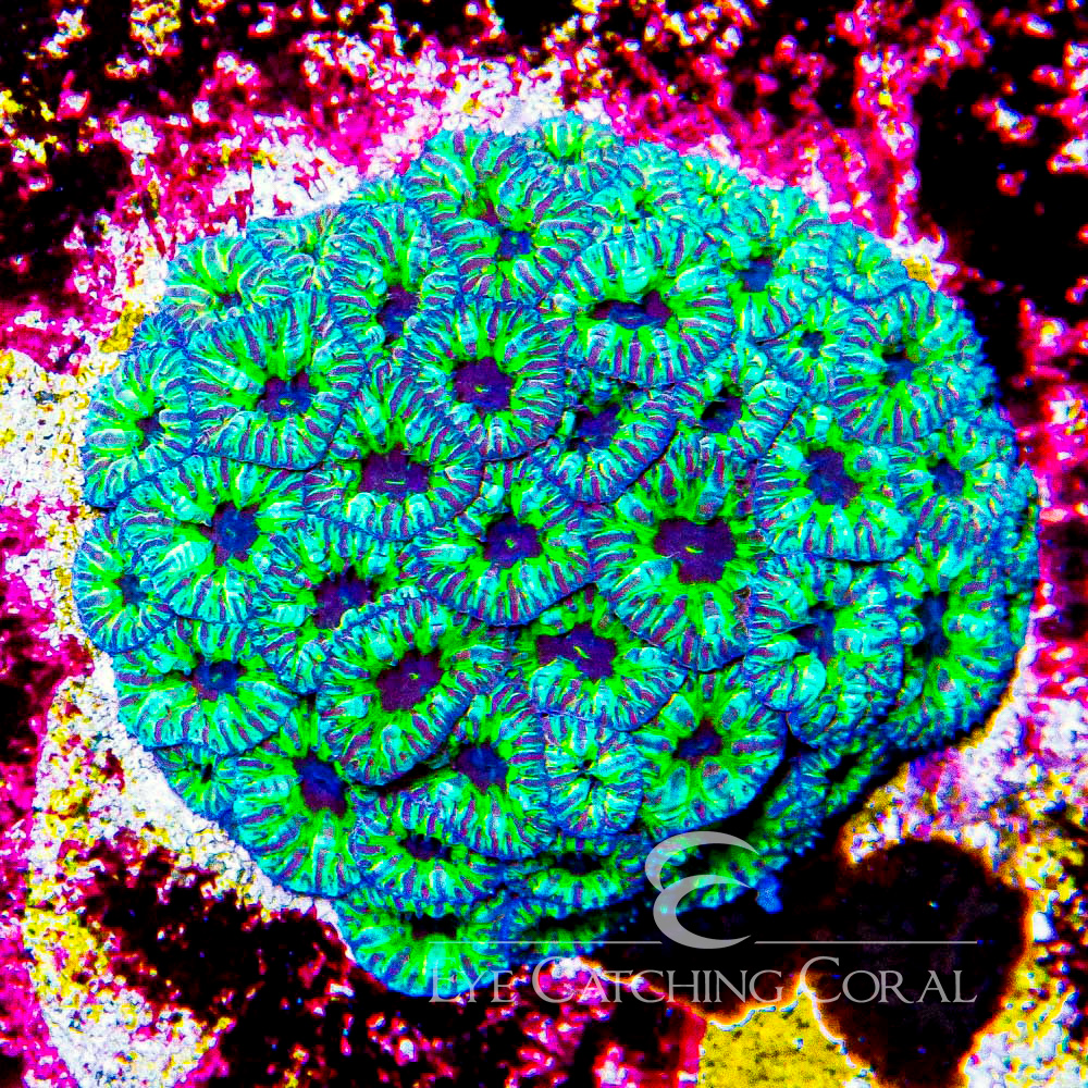 ECC Starry Night Merletti Frag
