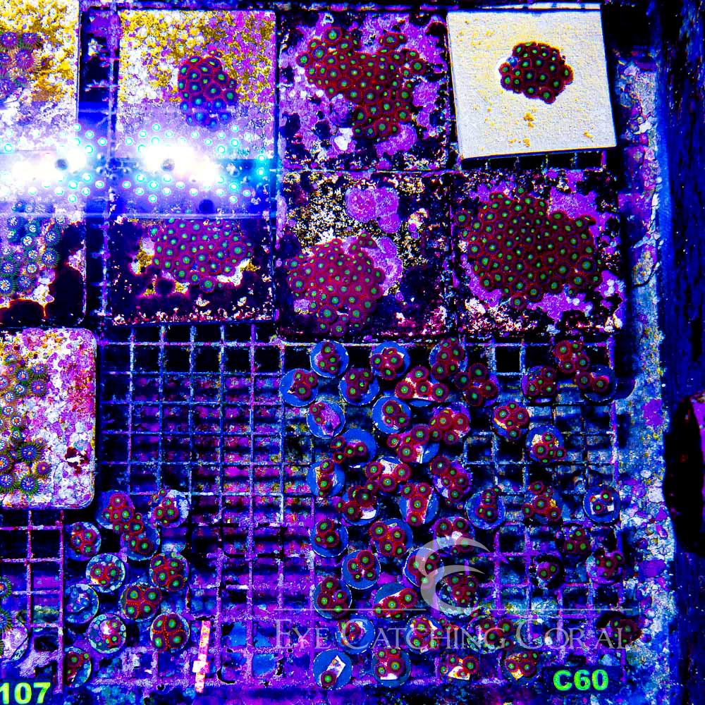 ECC Circus Freaks Zoanthid Frag (4+ Polyp Average)