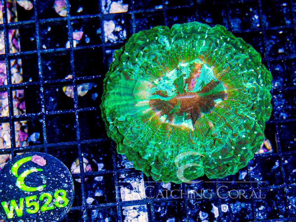 Aussie Green or Multicolor Acanthophyllia  L - Disc W528