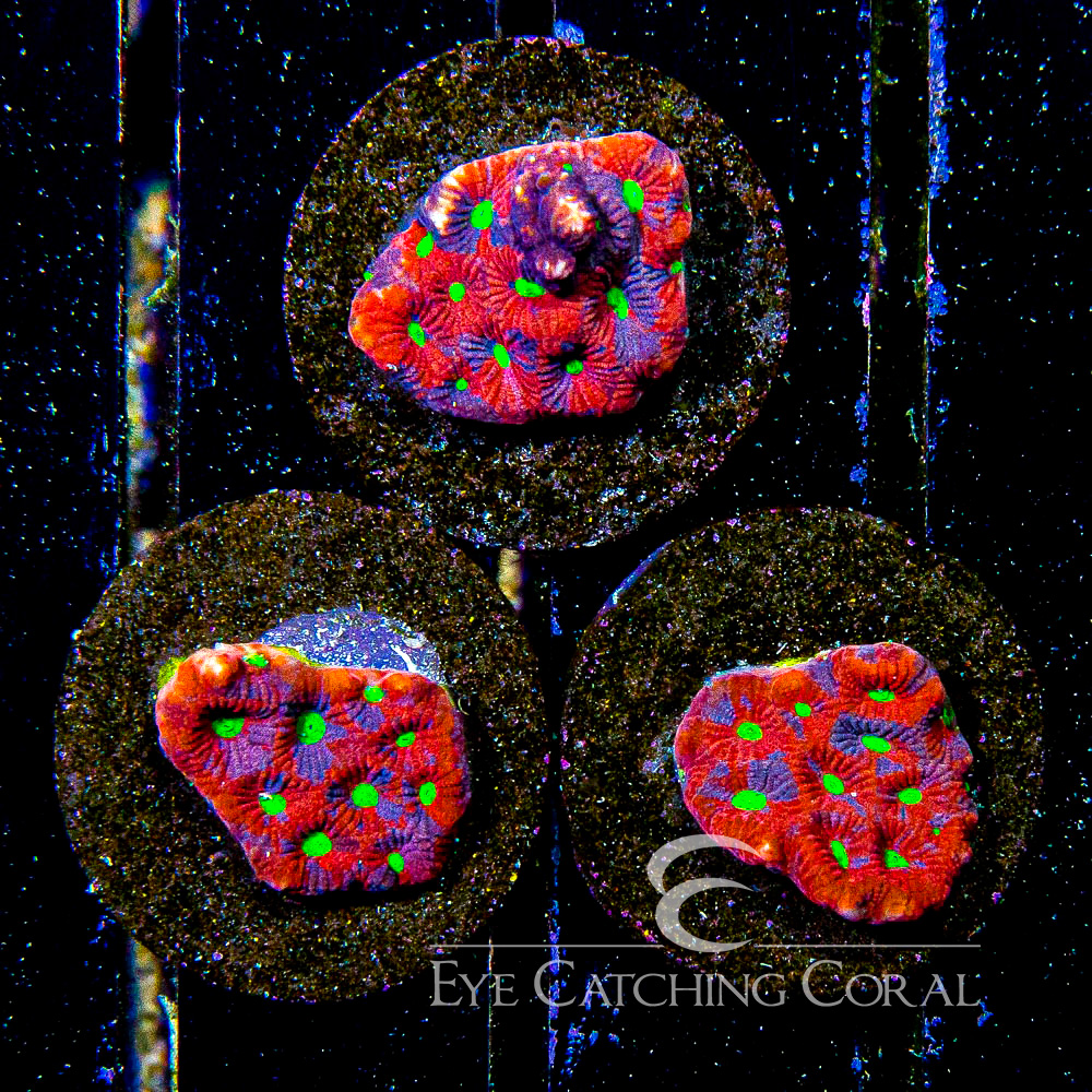 ECC Witch Brew War Coral Favia Frag
