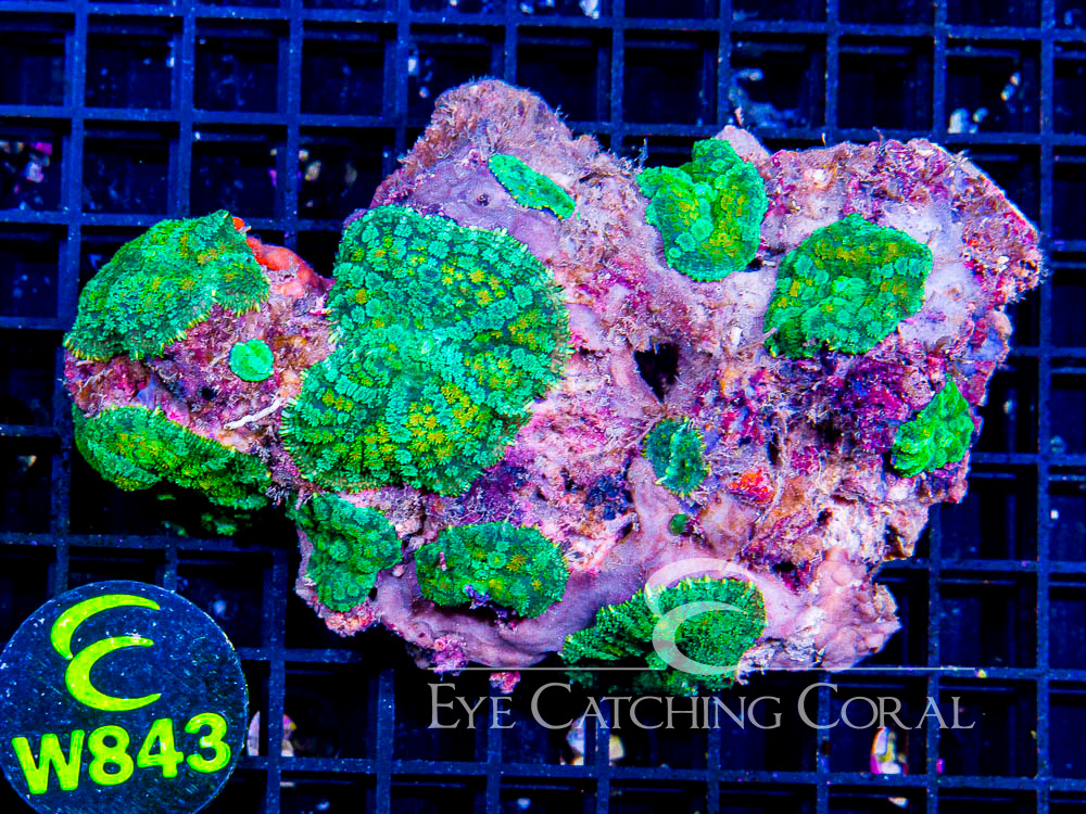 Indo Rhodactis Mushroom L - Disc W843