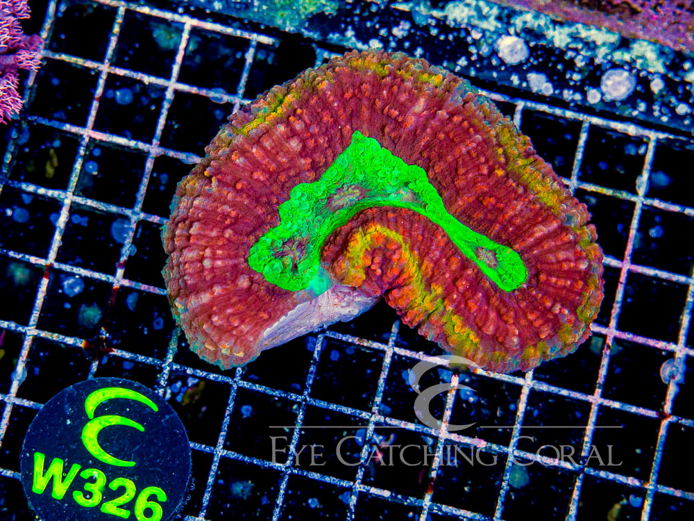 Aussie Lobo Colored M - Disc W326