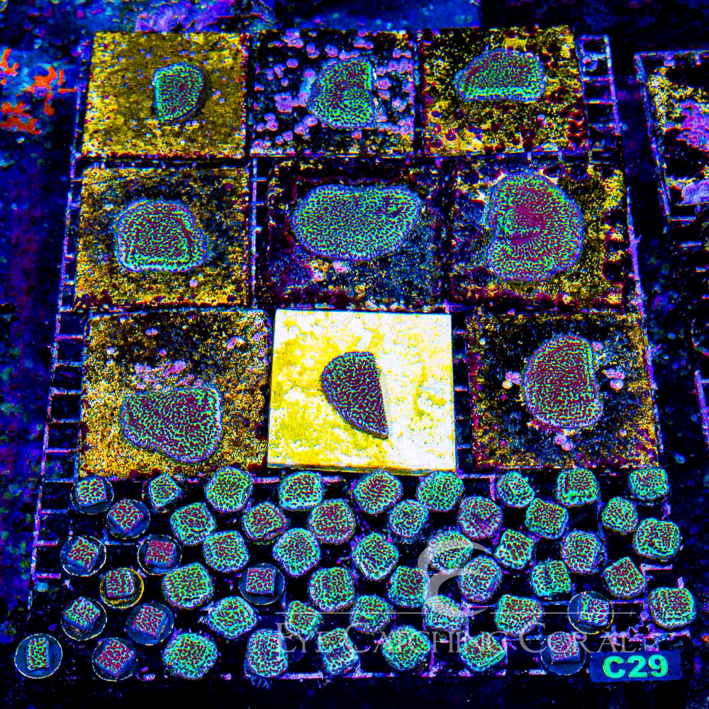 ECC Flower Power Montipora Frag