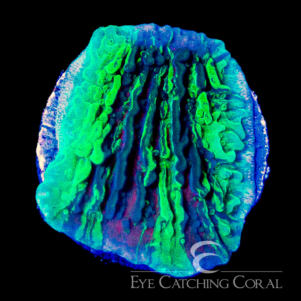 ECC Cold Fusion Montipora Frag