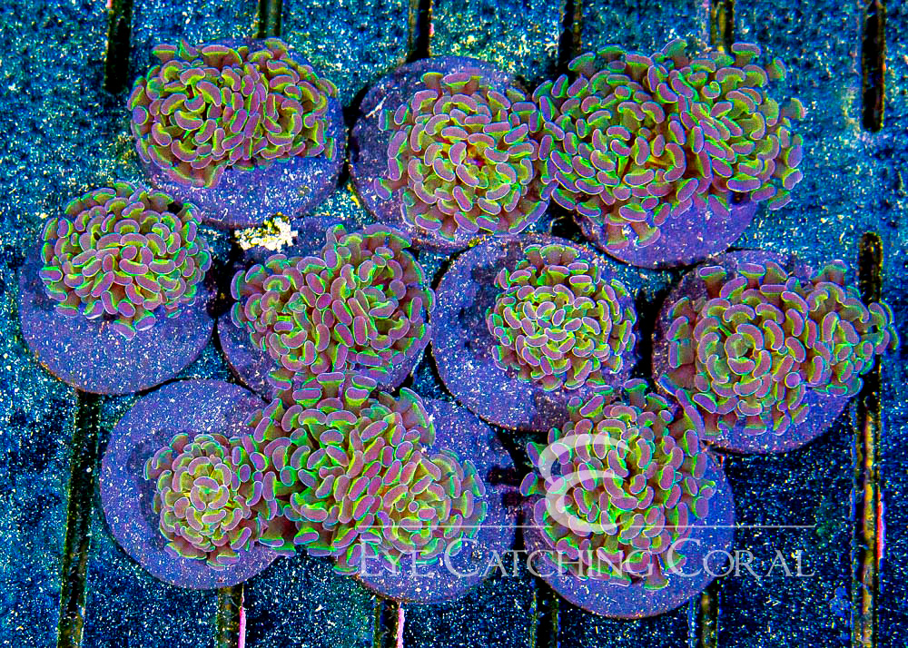 Holographic Type Branching Hammer Frag