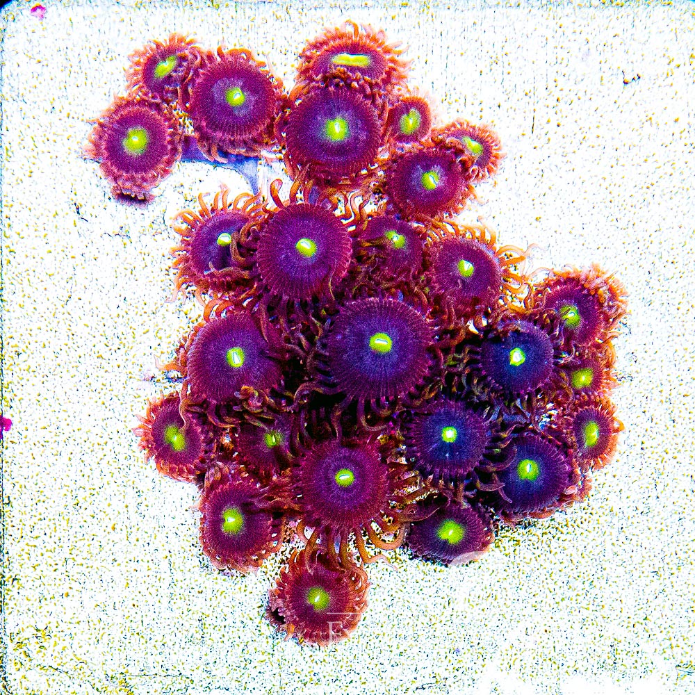 ECC Antimatter Zoanthid Frag (4+ Polyp Average)