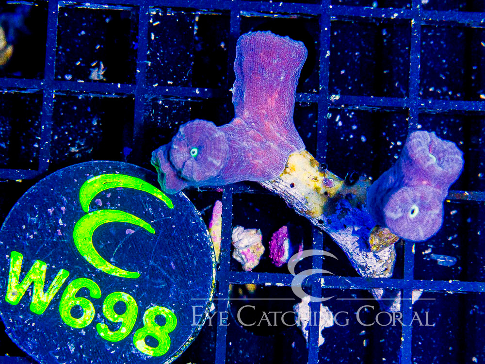 Aussie Multicolor Candy Cane XS - Disc W698