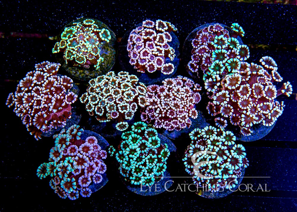 Ultra Alveopora Frag