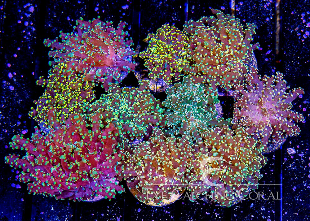 Ultra Assorted Branching Yaeyamaensis Frag