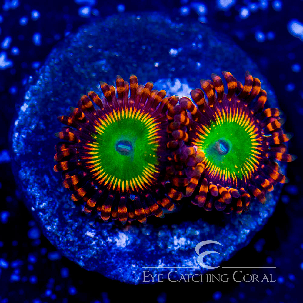 ECC Bowser Zoanthid Frag (2 Polyp Average) Aquacultured Frags Eye