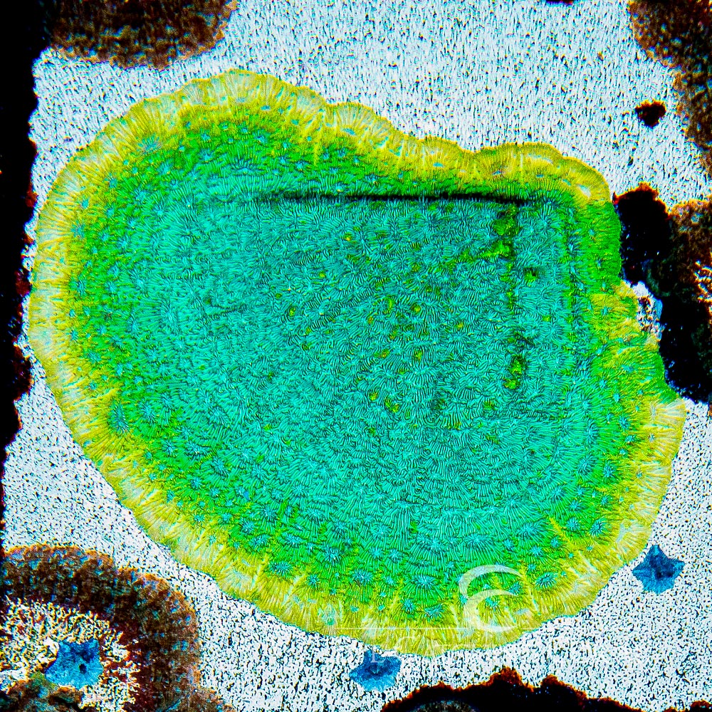 ECC Blastoise Leptoseris Frag