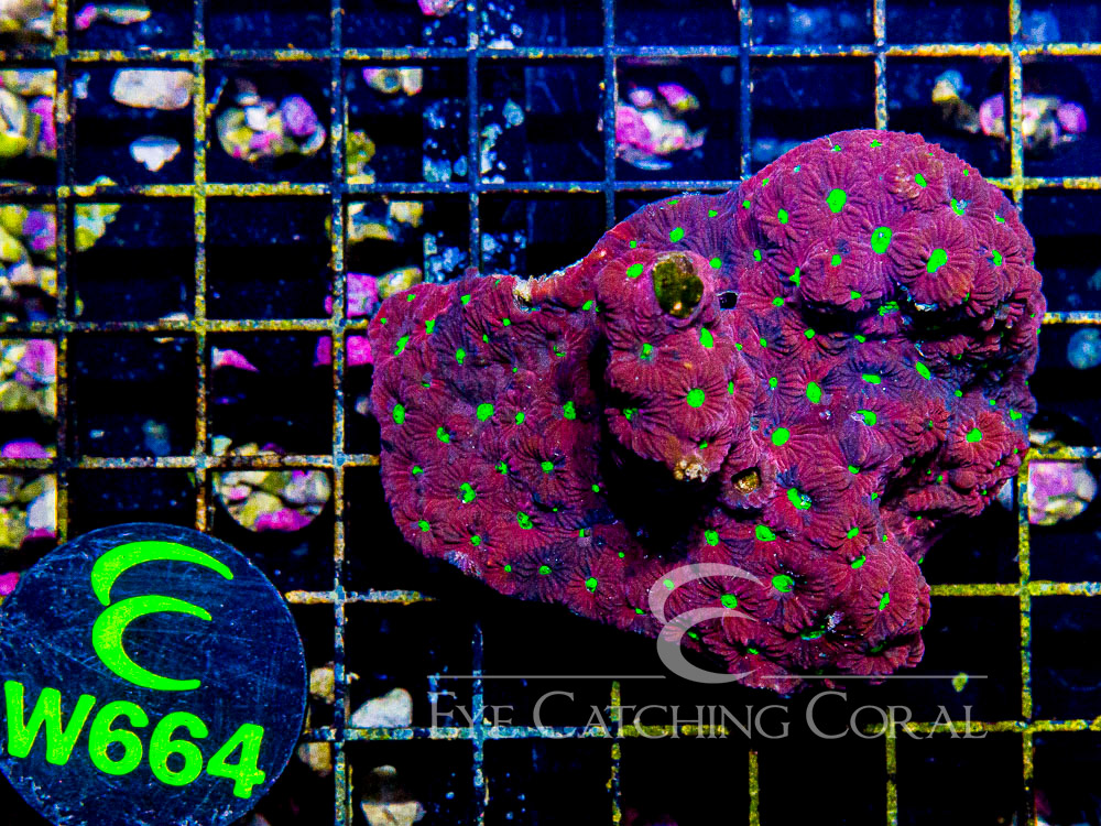 Aussie Favites War Coral S - Disc W664
