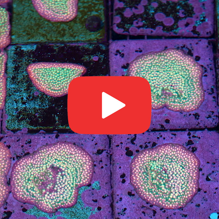 ECC Peachy Keen Cyphastrea Frag