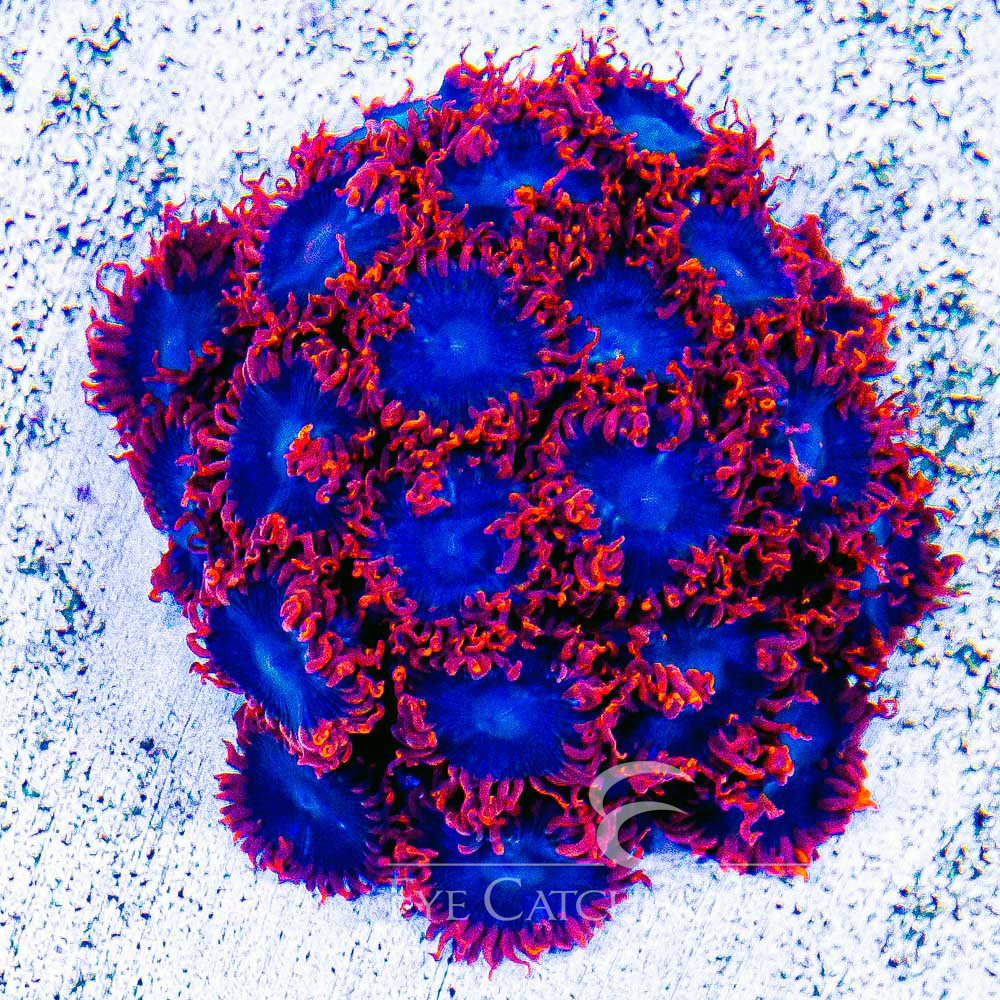 ECC Blue Flame Zoanthid Frag (Big Polyp Zoa) (2+ polyp average)