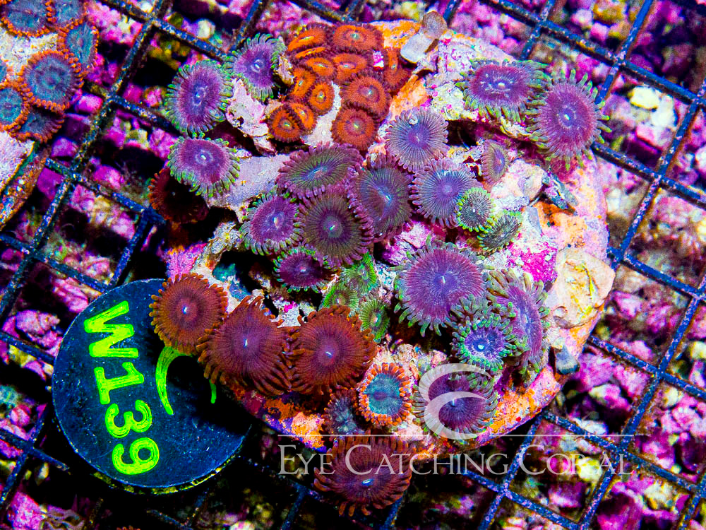 Indo Zoanthid L - Disc W139