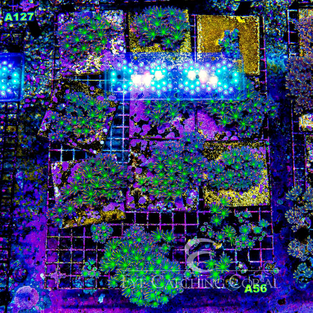 TSA Fireworks Clove Polyp Frag