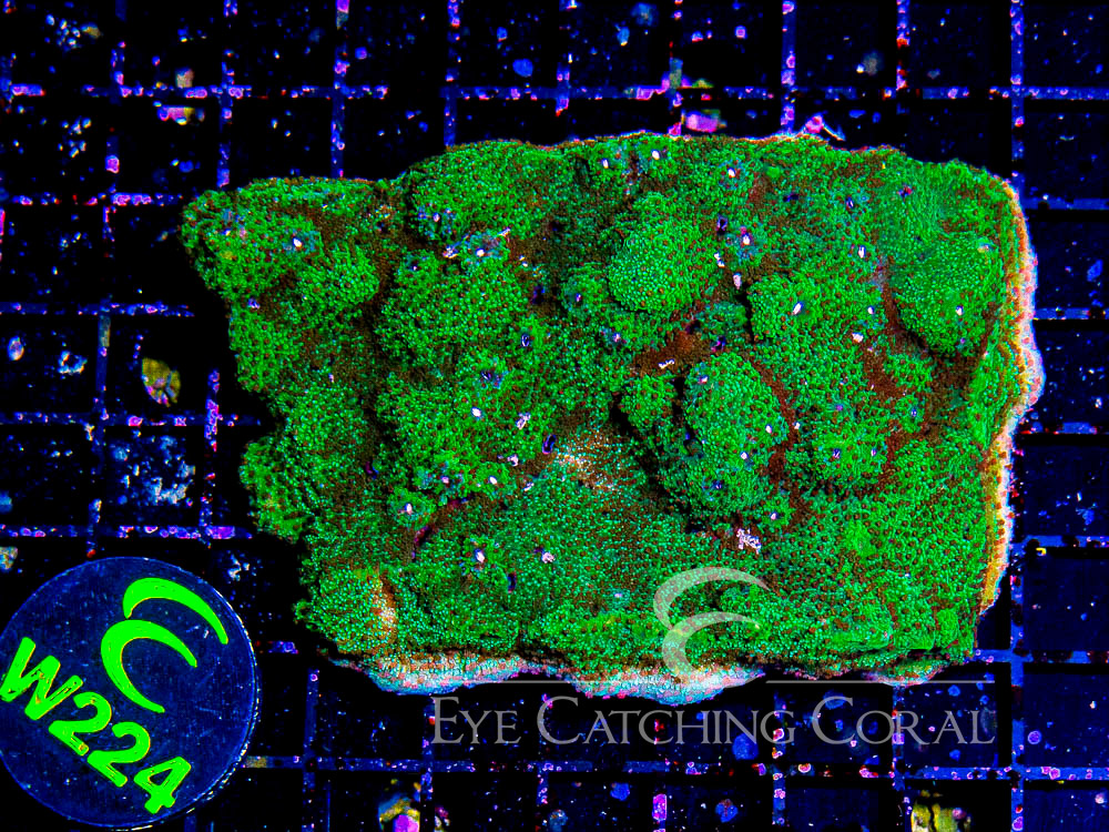 Aussie Montipora Colored - Priced by size and color XL - Disc W224