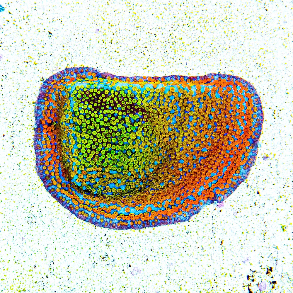 ECC Confused Rainbow Montipora Frag
