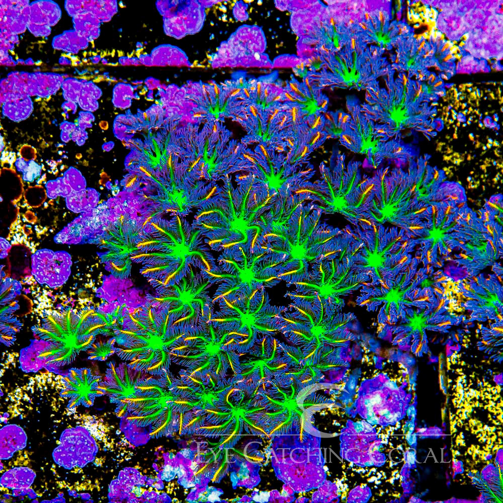 TSA Fireworks Clove Polyp Frag
