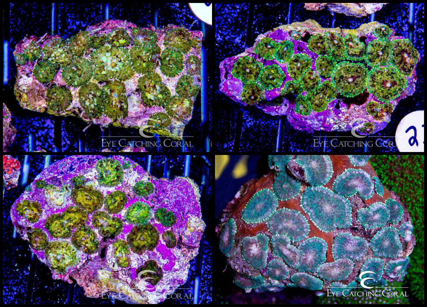 Rhodactis Mushroom Green/Multi