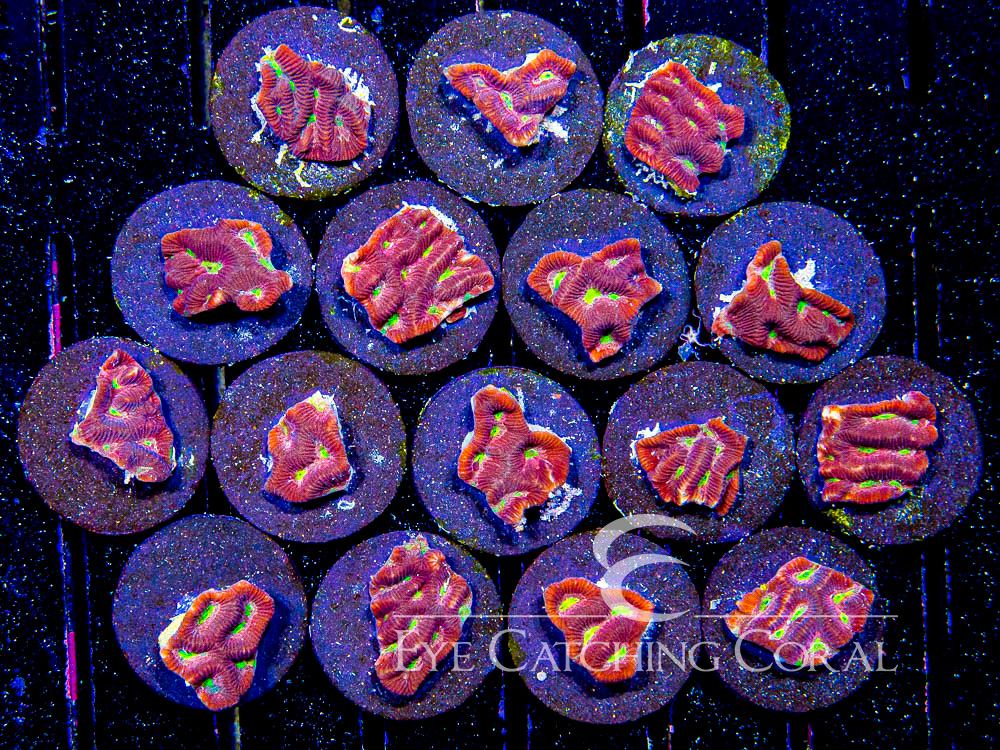 ECC Flame Forged Platygyra Frag