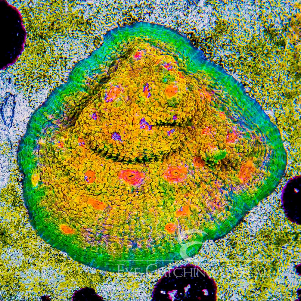 ECC Mummy Eye Chalice Frag