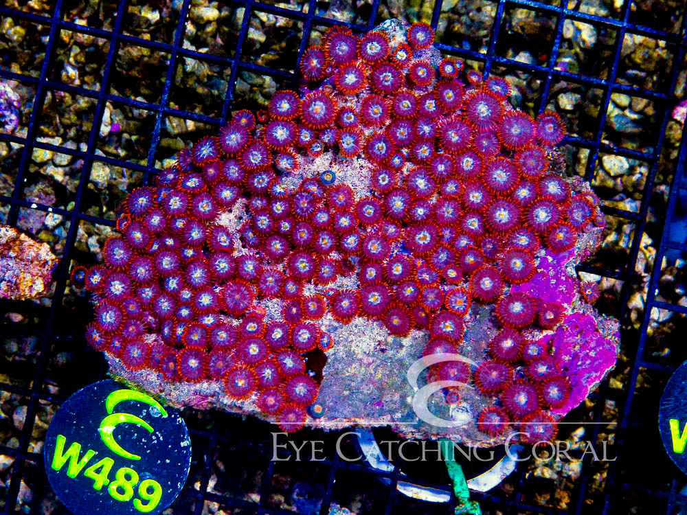Indo Zoanthid Ultra (Sorted by Size & Color) Level 3 - Disc W489