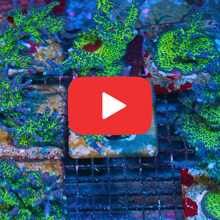 ECC Miyagi Tort Acropora Frag