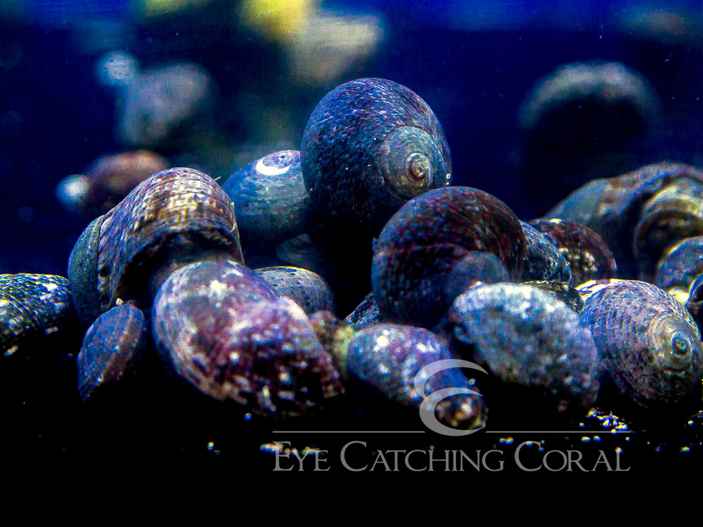 Fiji Turbo Snail Grazer - Large