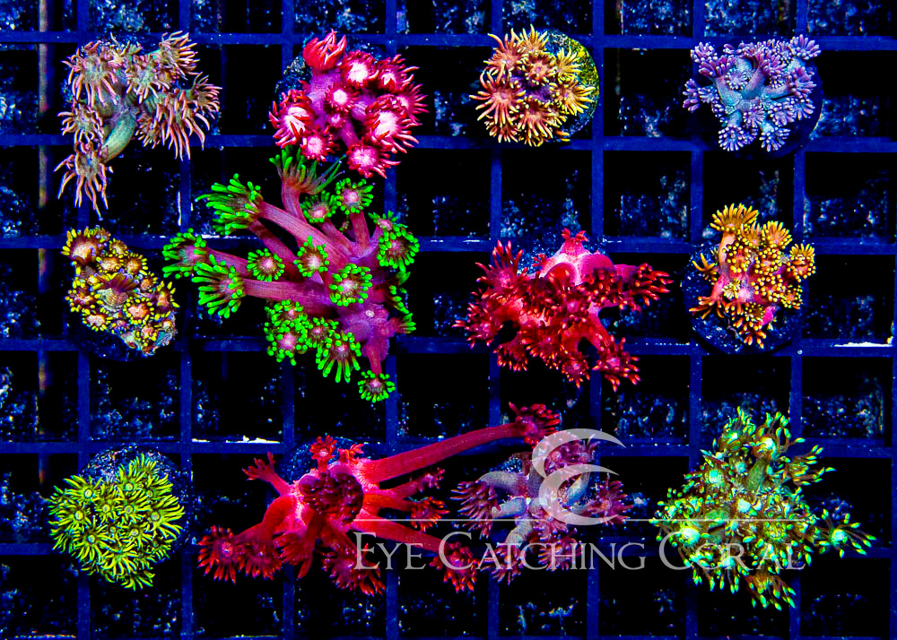 Assorted Aquacultured Goniopora Frags