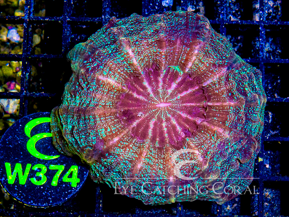 Indo Acanthophyllia L - Disc W374