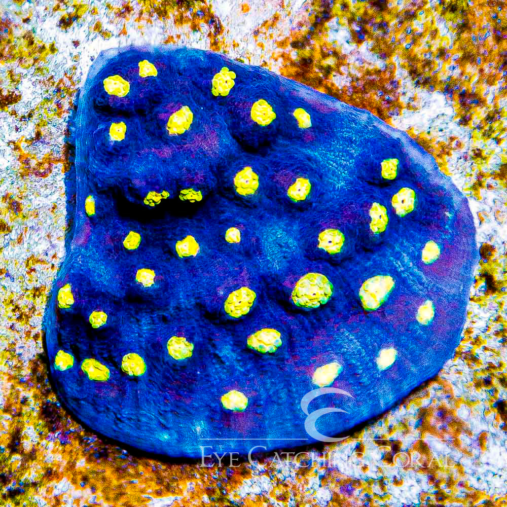 ECC Tidal Wave Chalice Frag