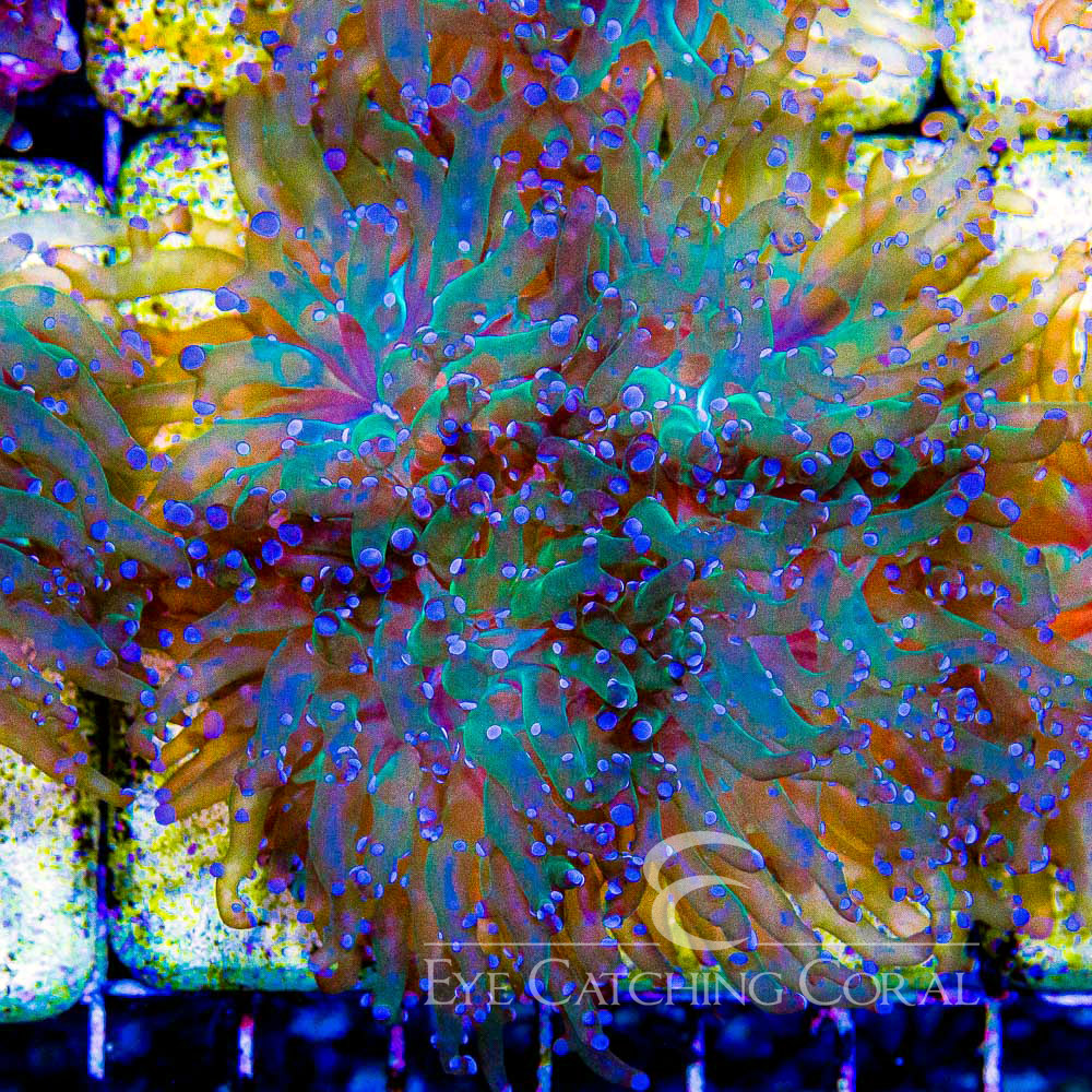 ECC Purple Zazu Frogspawn Frag