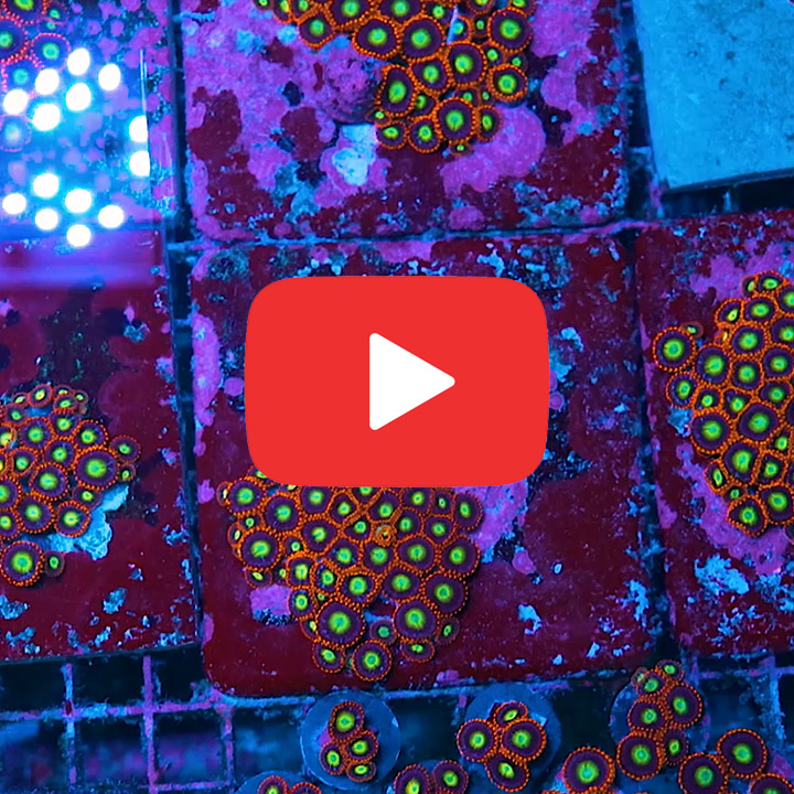 ECC Circus Freaks Zoanthid Frag (4+ Polyp Average)