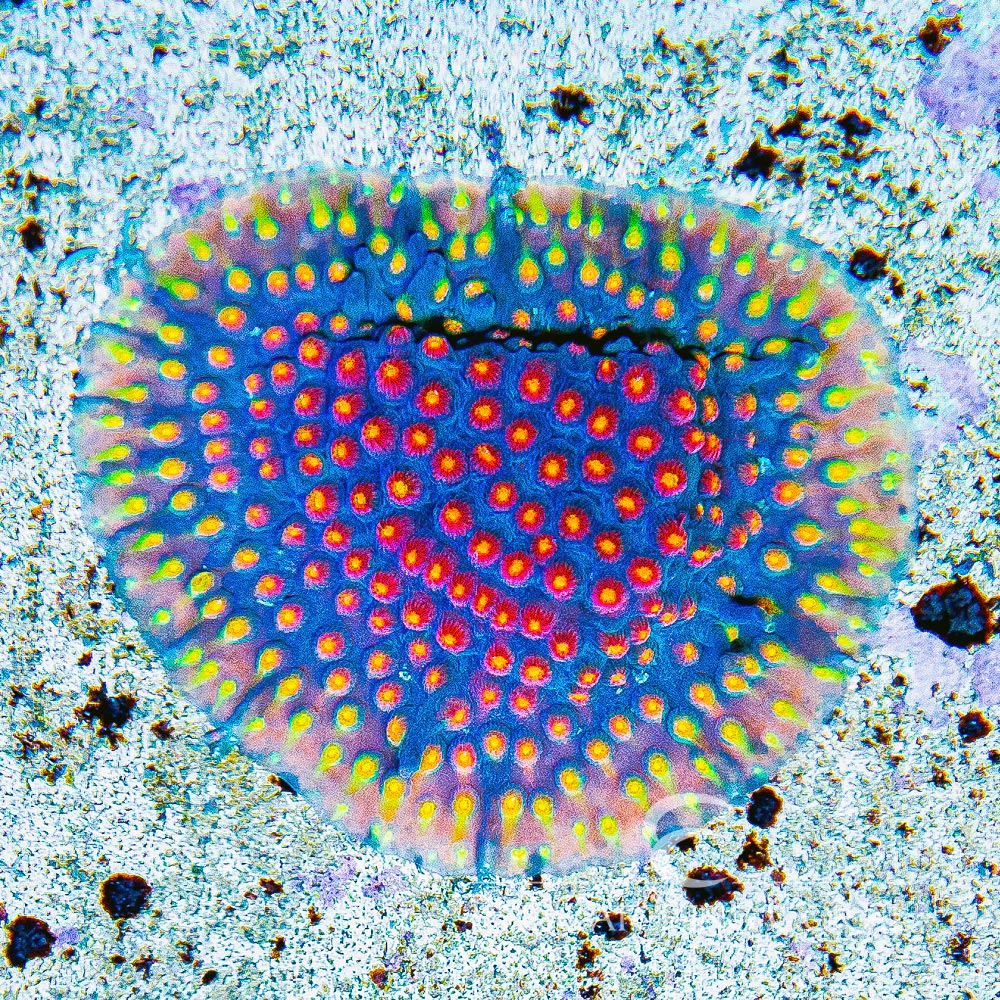 Jason Fox Techno Cyphastrea Frag