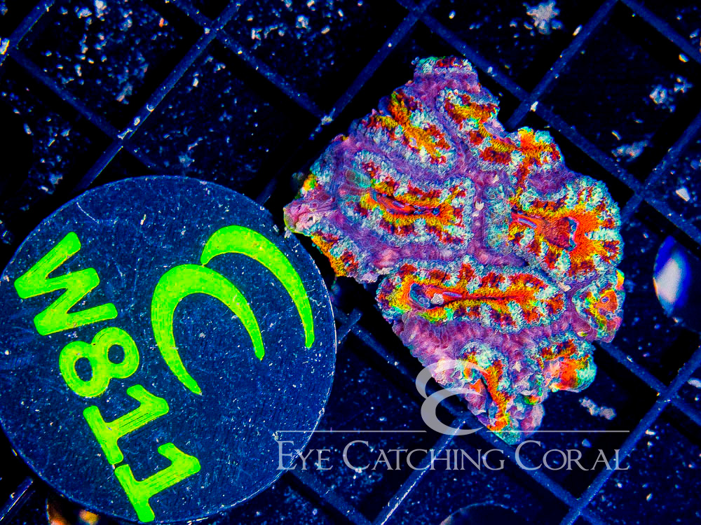 Aussie Acan Lord Rainbow or Super Ultra XXS - Disc W811