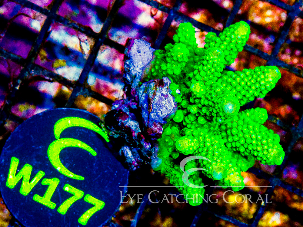 Fiji Acropora Wild XS - Disc W177