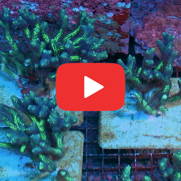 ECC Birds of Paradise Birdsnest Frag