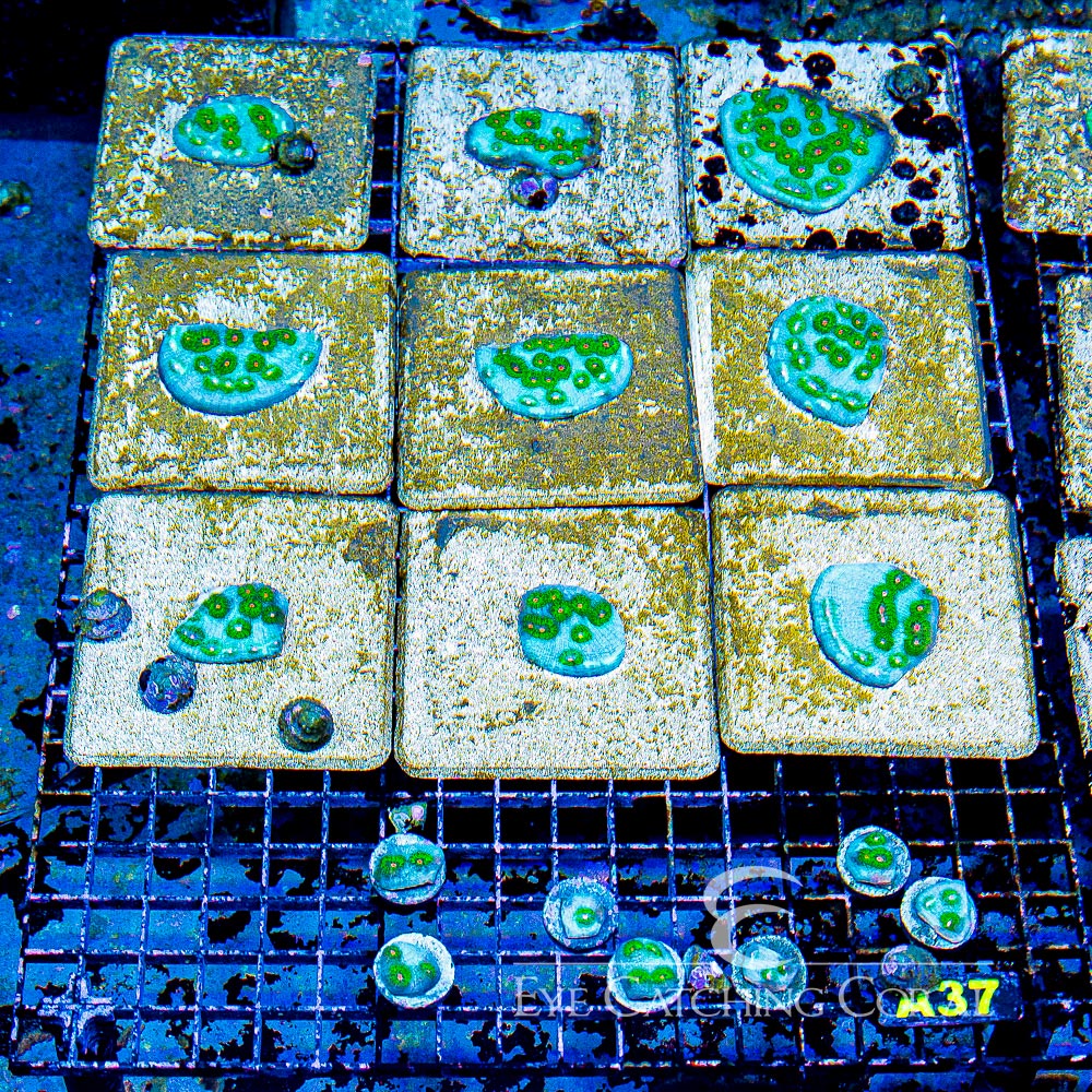 Tidal Gardens Riddler Chalice Frag