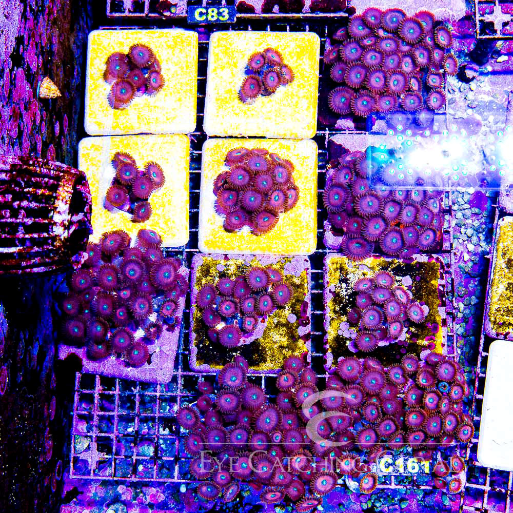 ECC Warlock Zoanthid Frag (2 Polyp Average)