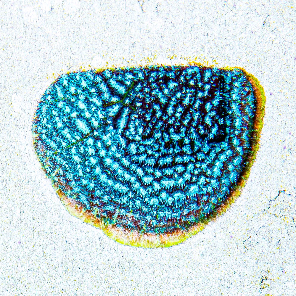 ECC Frankenstein Leptoseris Frag