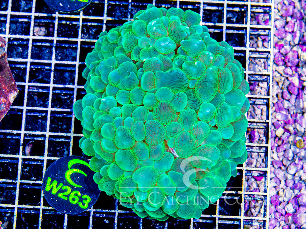 Aussie Bubble Coral Green Pearl  Show - Disc W263