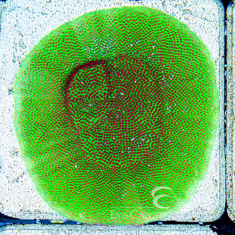 ECC Screaming Demon Porites Frag