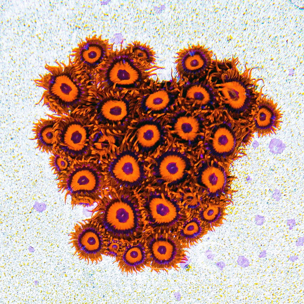 ECC Orange Oxide Zoanthid Frag (4+ Polyp Average)