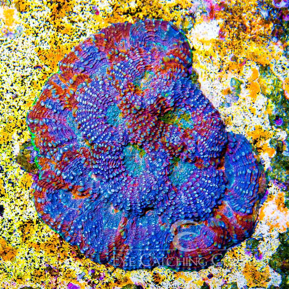 ECC Wonderland Acan Echinata Frag