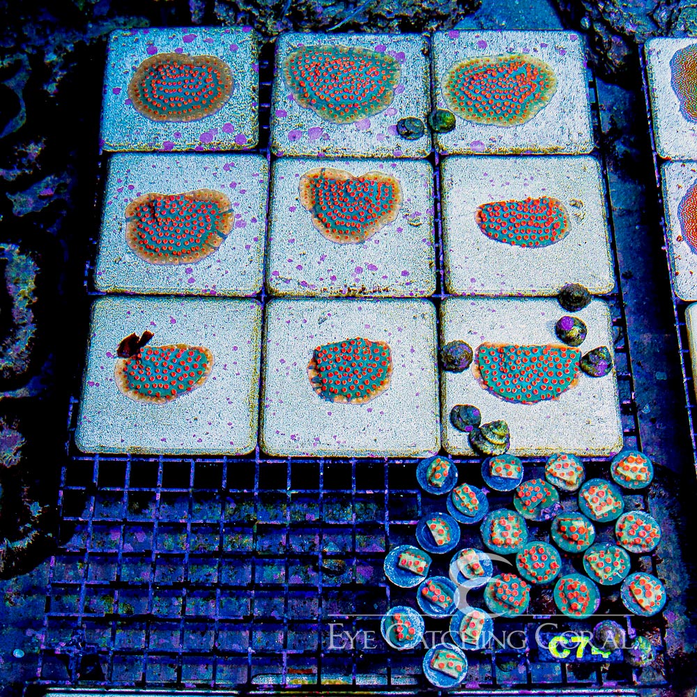 ECC Meteor Shower Cyphastrea Frag